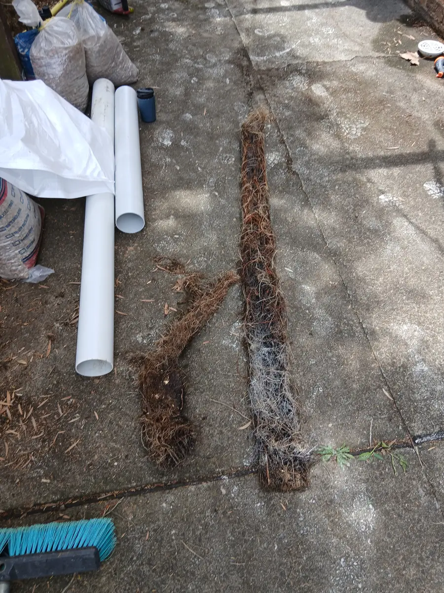 Mass of tree roots cleared from a blocked drain, laid out beside PVC pipe